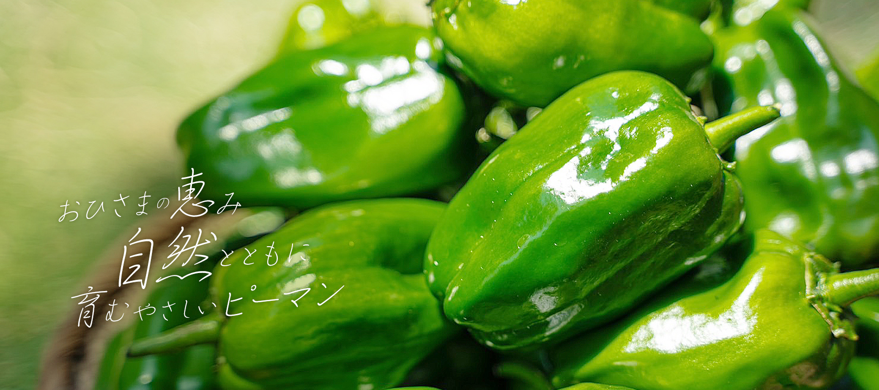 大分県臼杵市産のピーマン販売なら【おひさまFarm】