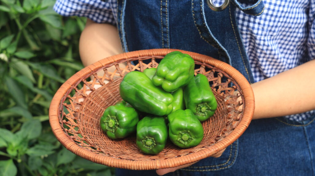 ピーマン ピーマンの仕入れ、こんな悩みありませんか？大分県ブランド野菜